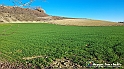 20230110_150501 - Dalla terra... il grano